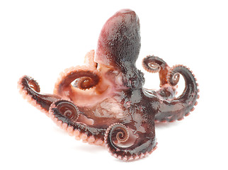 Image showing Octopus