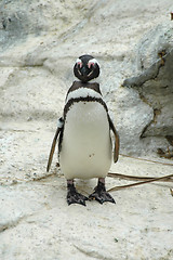 Image showing Magellenic penguin