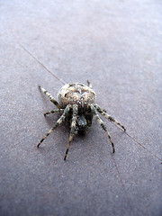 Image showing The big grey spider creeps on a brown table