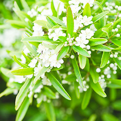 Image showing tree brunch with white flowers