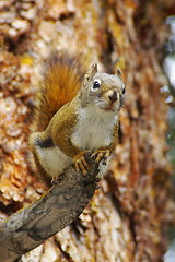 Image showing Squirrel 4