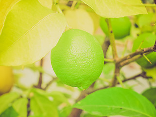 Image showing Retro look Lemon picture
