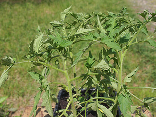 Image showing Plug tomato plant