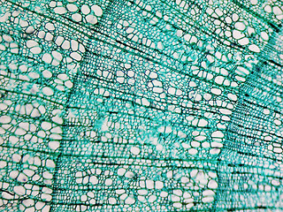 Image showing Pine Wood micrograph