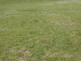 Image showing Meadow grass