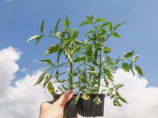 Image showing Plug tomato plant