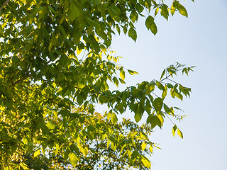 Image showing Tree top