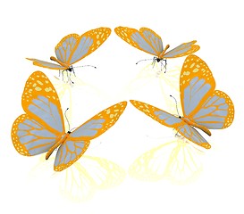 Image showing beauty butterflies