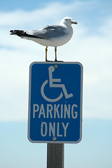 Image showing Handicapped seagull