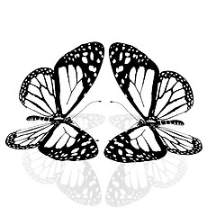 Image showing beauty butterflies