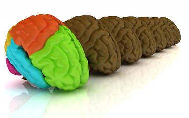 Image showing Human brains