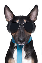 Image showing cool Bull Terrier DOG 