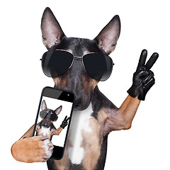 Image showing Bull Terrier DOG selfie