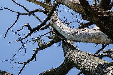 Image showing dry diseased tree branches on blue sky background 