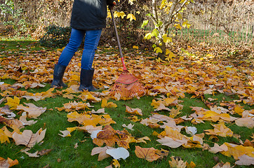 Image showing worker rake autumn dry tuliptree leaves in garden 