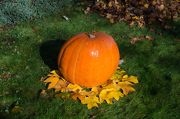Image showing big pumpkin and leaves dekoration in yard 
