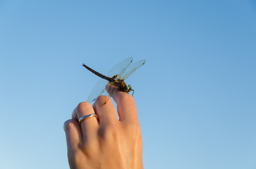 Image showing large damselfly wings on hand on blue sky 