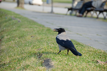 Image showing big crow hold breadcrumbs in beak at city park 