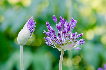 Image showing decorative garlic bloom and bud morning dew drops 