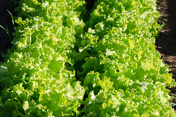 Image showing organic green curly lettuce in garden 