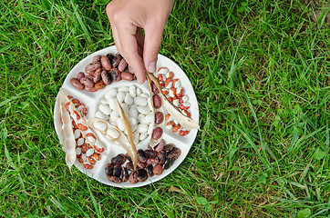 Image showing hand hold dried pod over plate with beans outdoor 