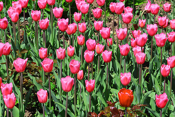 Image showing Pink tulips