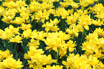 Image showing Yellow tulips