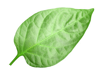 Image showing Green leaf of pepper