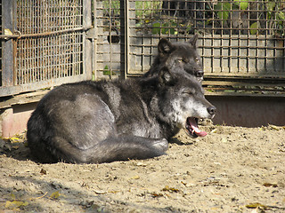 Image showing Canadian Wolf