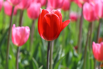 Image showing Red tulip