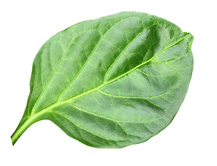 Image showing Wry green leaf of pepper