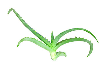 Image showing Branch of aloe