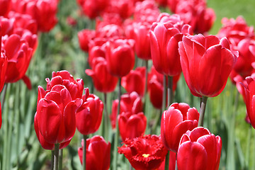 Image showing Red tulips