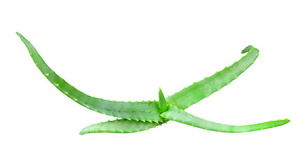 Image showing Branch of aloe