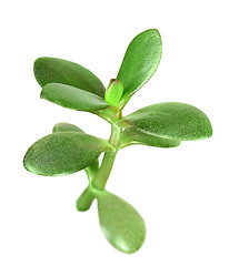 Image showing Branch of crassula