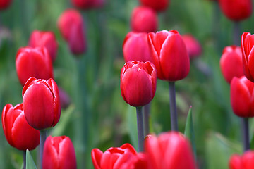 Image showing Red tulips