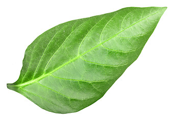 Image showing Green leaf of pepper