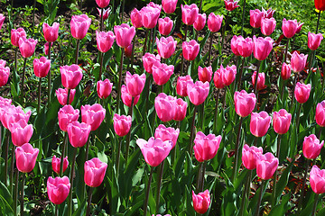 Image showing Pink tulips