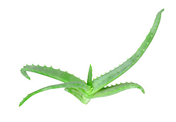 Image showing Branch of aloe