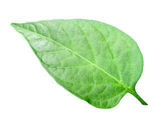 Image showing Green leaf of pepper