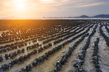 Image showing Oyster beach in HongKong Pak Nai sunset