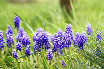 Image showing grape hyacinth flower 