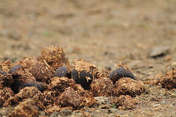 Image showing horse poo 