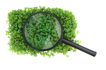 Image showing watercress and magnify glass