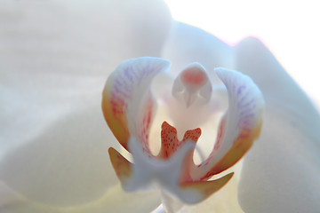 Image showing white orchid background