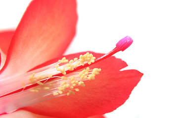 Image showing detail of cactus flower