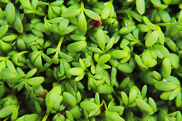 Image showing watercress detail