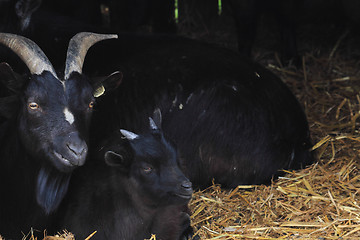 Image showing black goat from home farm 