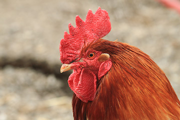 Image showing head of rooster 