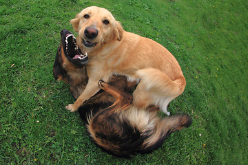 Image showing fighting dogs